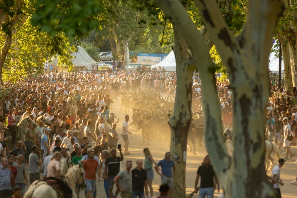 Énormément de monde pour les 100 taureaux à Beaucaire !