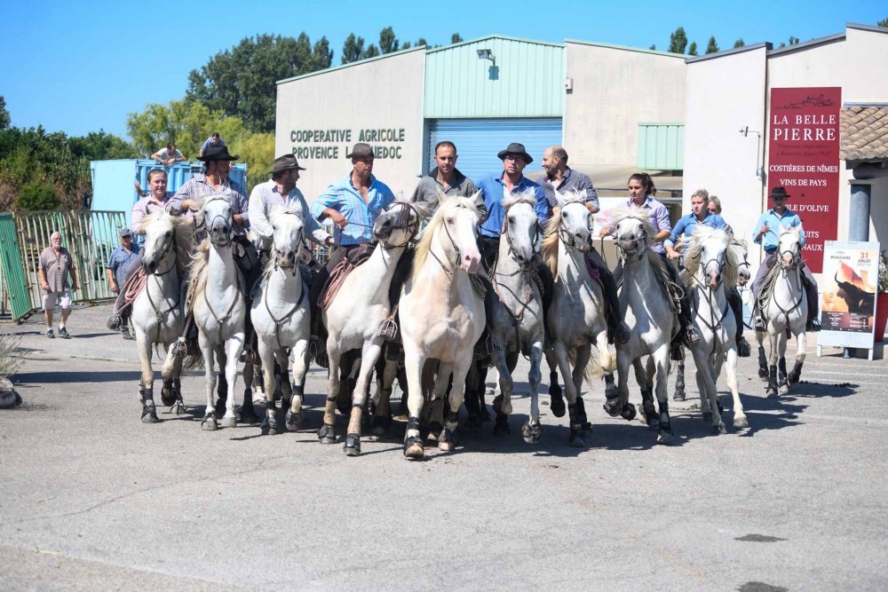 Fête Nationale à Beaucaire : Une abrivado particulièrement appréciée !