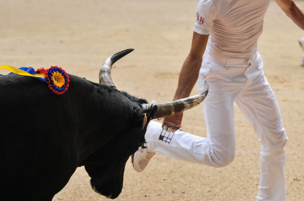 Courses camarguaises : GRANDE FINALE de la Palme d’Or 2021