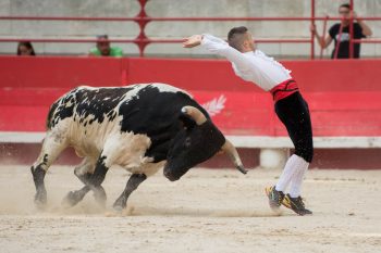 Forcados, recortadores et gardians réunis dans les Arènes de Beaucaire pour un spectacle inédit !