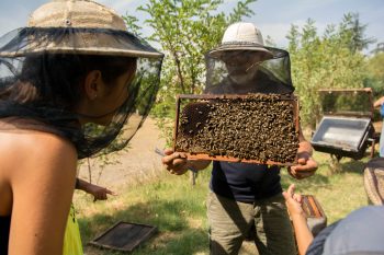 Les jeunes Beaucairois à la découverte des abeilles