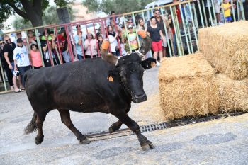 L’encierro de la Moulinelle lance la saison Estivale !