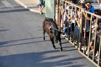 Grand succès pour l’encierro de la Redoute