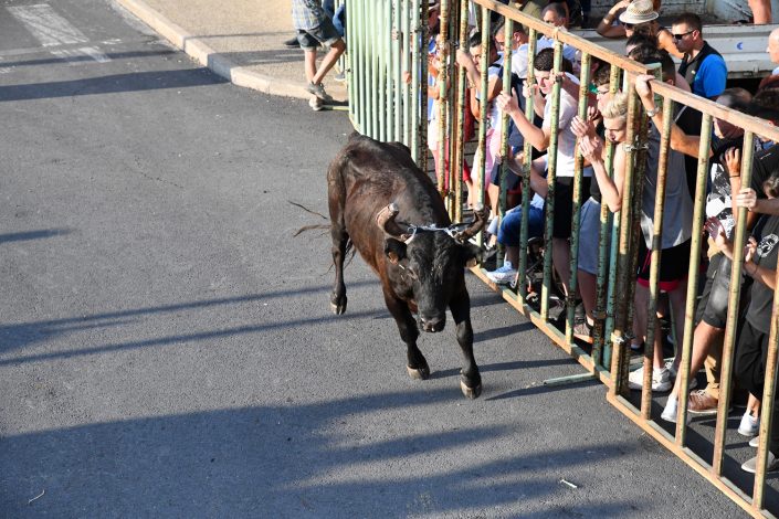 Encierro de la Moulinelle beaucaire (5)
