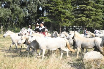 Beaucaire : 100 chevaux pour fêter la France