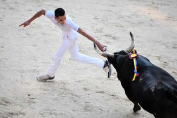 Rigau de la Manade Saumade et le raseteur Ameraoui récompensés pour la Palme d’Argent 2018 !