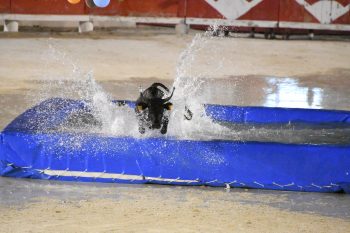 Succès pour le toro-piscine du club taurin Fanfonne Guillierme !