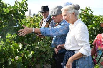 2910 kilos de raisins récoltés pour les 3èmes vendanges à l’ancienne de la cave coopérative