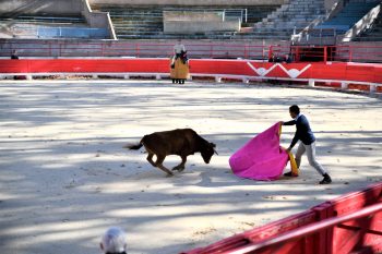 L’Aficion Taurine Beaucairoise profite des Arènes avant l’hiver