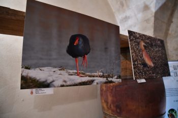 Vernissage de l’exposition « ReGARD Naturel » au Château Mourgues du Grès
