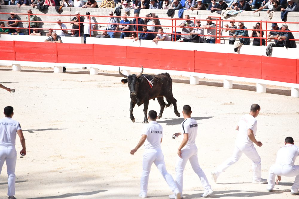 Courses camarguaises : La 1ère journée du Muguet d’Or annonce une belle saison 2019 !