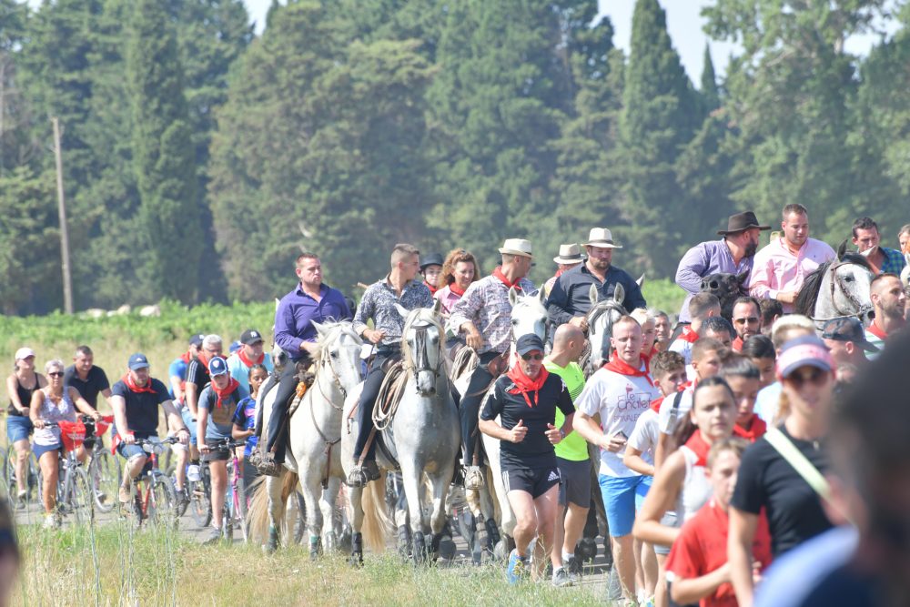 Chaleur et taureaux en grande forme pour l’abrivado du Mas d’Assac