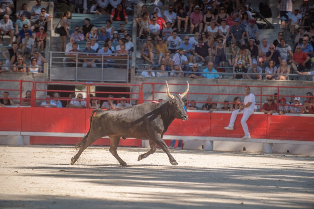 1ère Journée de la Palme d’Or : Joachim Cadenas en tête, Optimus en grande forme !