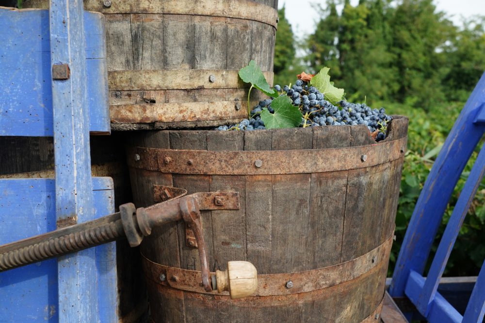 1 880 kilos de raisins récoltés pour les 4èmes vendanges à l’ancienne de la cave coopérative