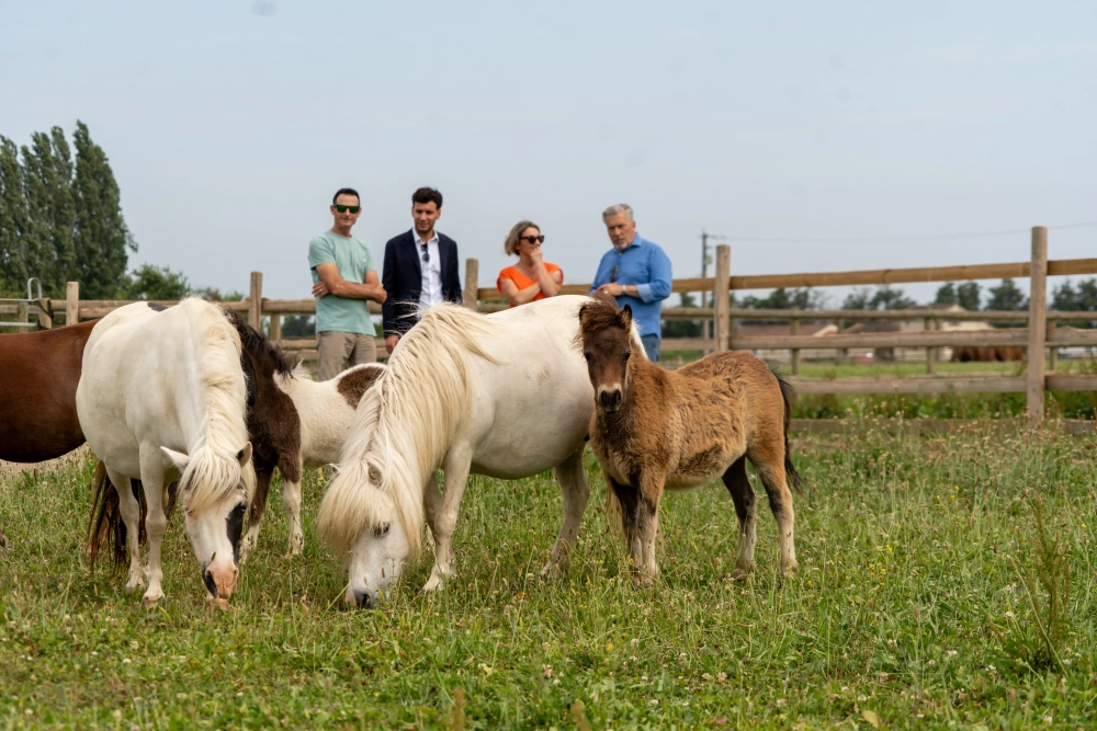 Allman Arabians : un élevage de pur-sang arabes dans la plaine de Beaucaire