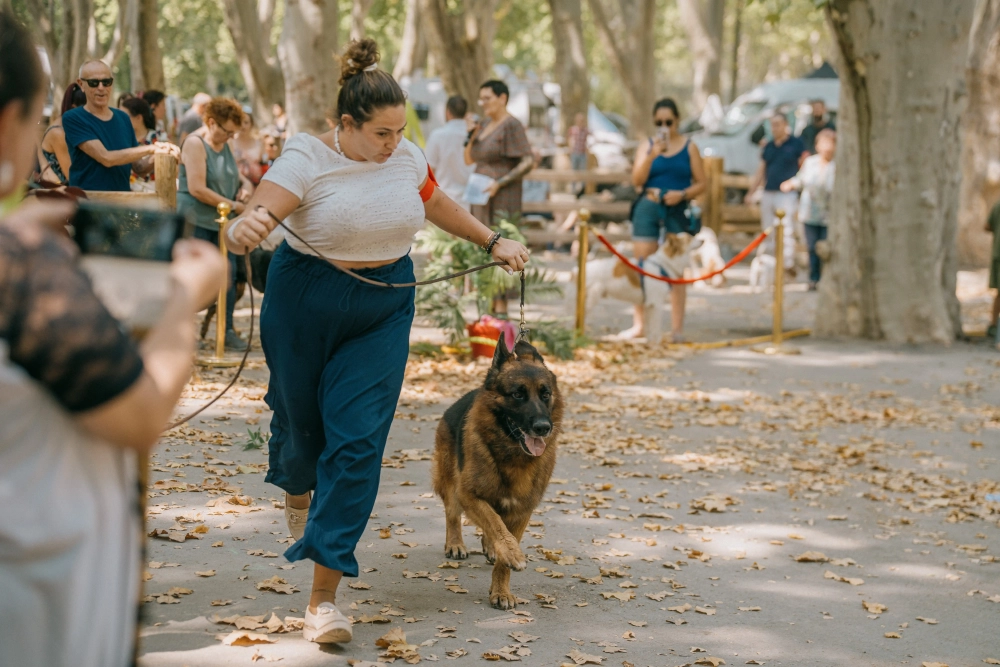 Concours canin : élégance et complicité au Champ de Foire de Beaucaire !