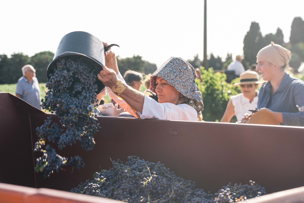 🍇👒 Les vendanges à l’ancienne à Beaucaire : une belle récolte pour un nouveau cru !
