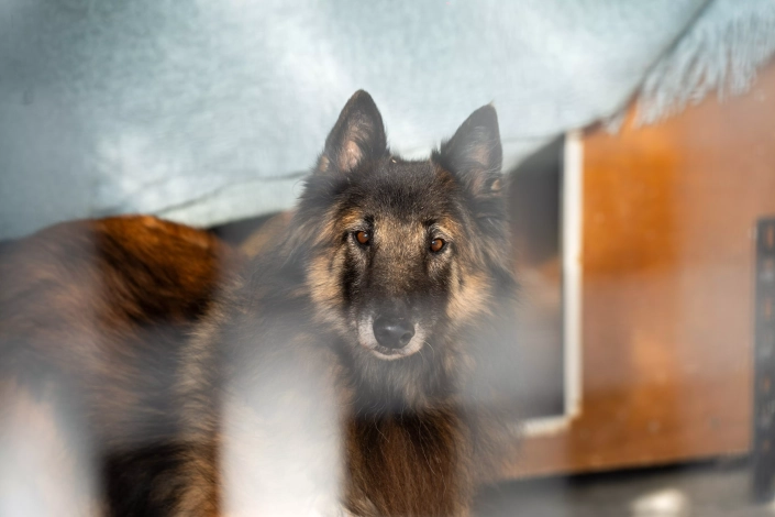 20251122 – Noël des toutous (8)