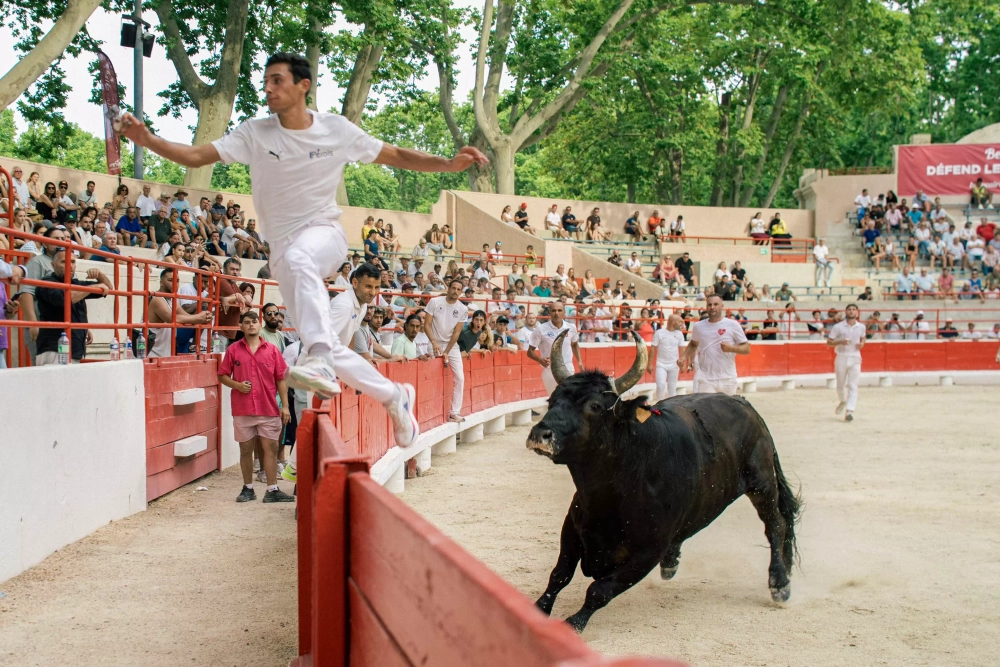 La 2ᵉ journée de la Palme d’Or marqué par le grand retour de la manade Saumade à Beaucaire !