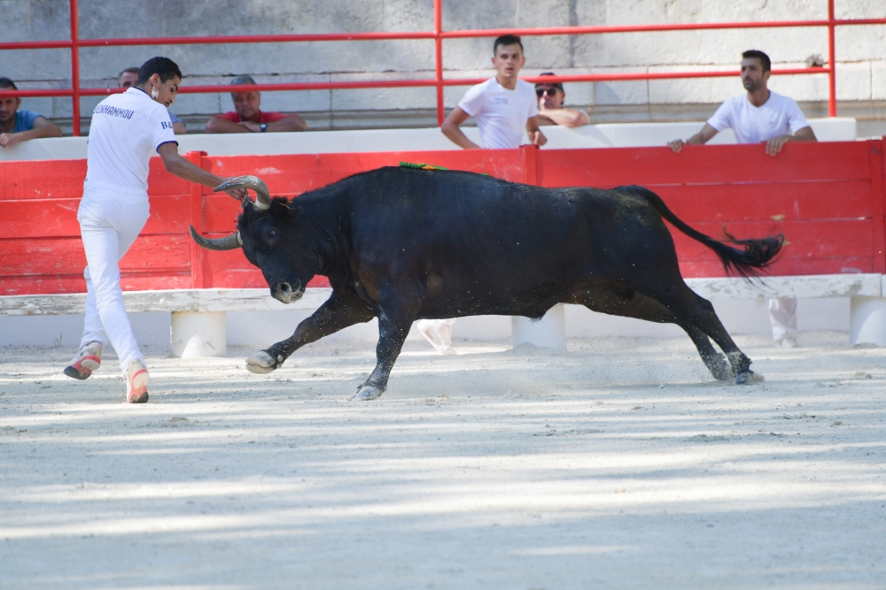 Courses camarguaises : Palme d’argent 2021
