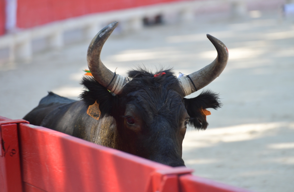 Courses camarguaises : Trophée Marius Gardiol 2021