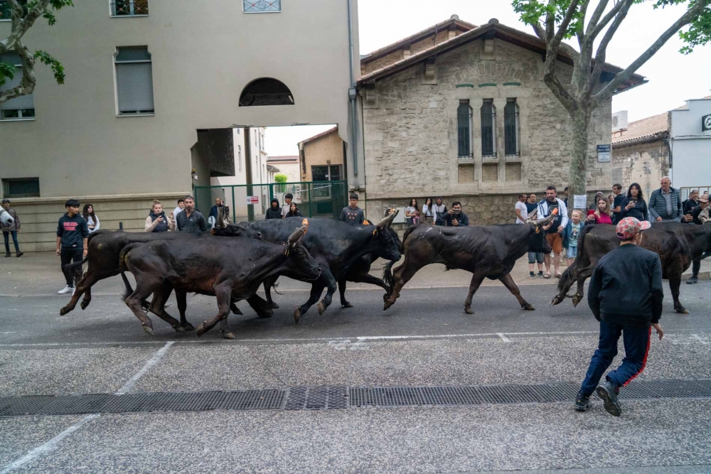 Beaucaire : deux belles abrivados pour l’Ascension