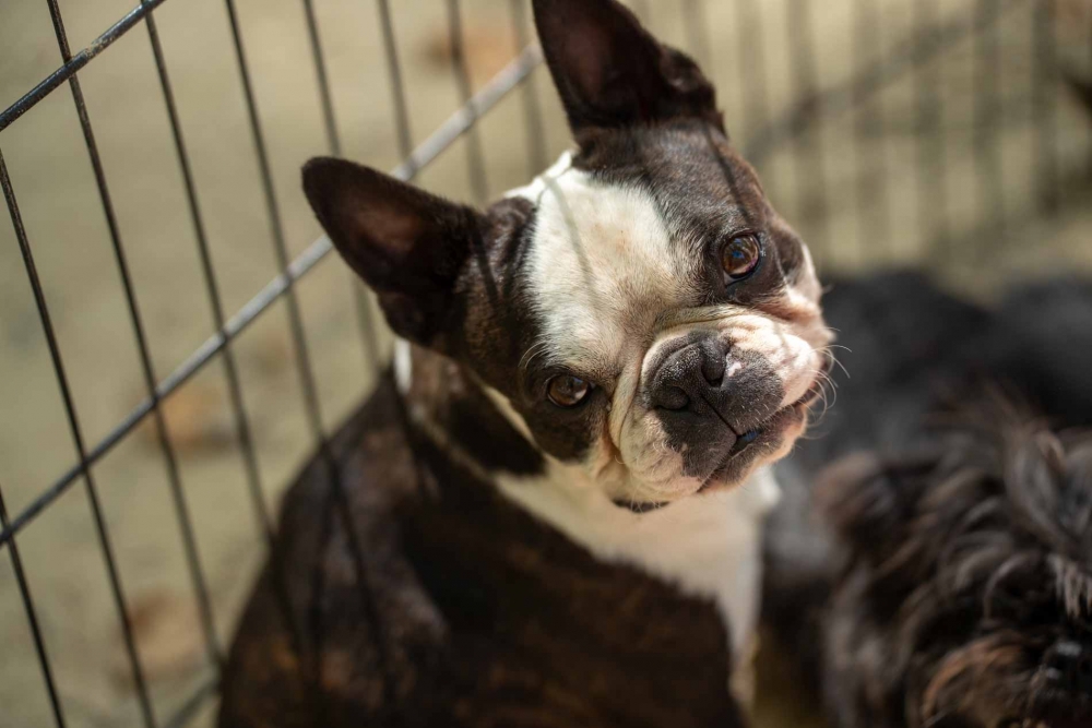 Le concours canin de beaucaire un succès pour l’ACTLR