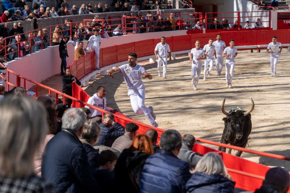 Courses camarguaises : une belle 1ère journée du Muguet d’Or à Beaucaire !